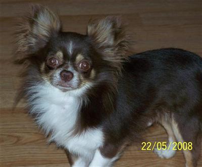 King Rufus of Reeces Pieces